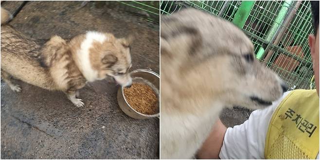 금산 소재 민간 동물보호소 엔젤홈 하우스에서 보호 중인 늑대개 예훈.(엔젤홈하우스 제공) ⓒ 뉴스1