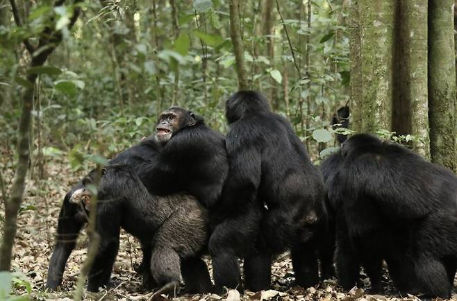 2015년 분열 직전 우간다 키발레 국립공원 중앙군 수컷 침팬지가 서부군 수컷들을 껴안고 있다. 분열 후 두 집단은 서로를 공격하는 적이 됐다. Aaron Sandel, 사이언스 제공