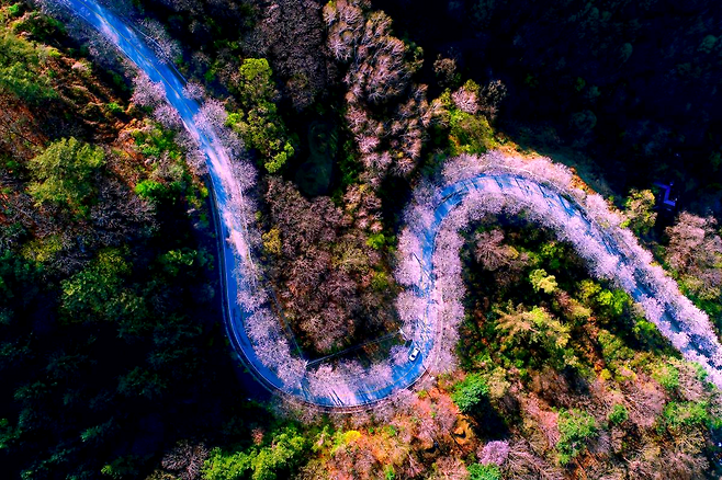 춘천 부귀리 S라인 벚꽃길