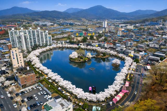 ▲김천시 연화지 벚꽃 개화 장면ⓒ경북 김천시 제공