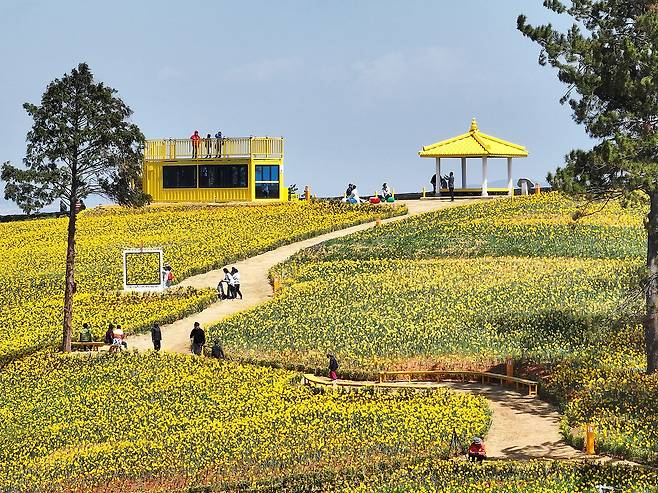 전국 최대 규모의 수선화 군락지인 전남 신안군 선도에 수선화가 만개한 모습. 매년 봄이면 14만7000㎡ 대지에 핀 수선화 237만본을 감상할 수 있다. 사진 신안군