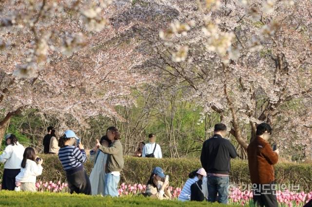 ▲ 11일 강릉 경포호수 일원에서 열린 경포 벚꽃 축제에 인파가 몰렸다. 전국에서 찾아온 봄나들이객들이 경포 벚꽃을 보며 막바지 벚꽃놀이를 즐기고 있다. 황선우 기자