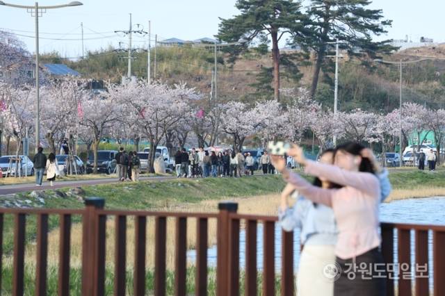 ▲ 지난 4~5일 주말에도 강릉 경포호수 일원에서 열린 경포 벚꽃 축제에 인파가 몰렸다. 전국에서 찾아온 봄나들이객들이 경포 벚꽃을 보며 벚꽃놀이를 즐기고 있다. 황선우 기자