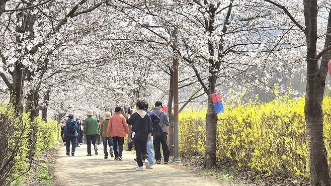 지난 11일 대구 달성군 옥포읍에서 시민들이 따뜻한 봄 날씨 속에 활짝 핀 꽃을 배경으로 사진을 찍으며 산책을 하고 있다. /최상진기자