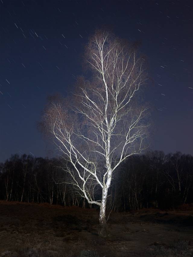 김신욱 작, 'Matley Wood', Archival Pigment Print, 80x105cm, 2012. 갤러리청담 제공