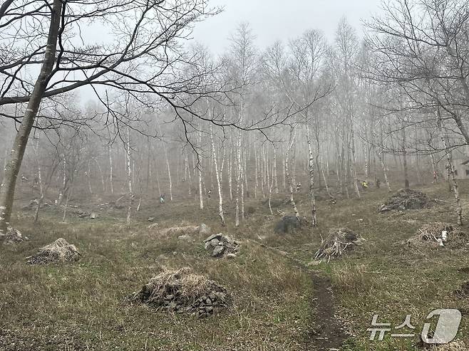 장수트레일레이스 자작나무 숲길 구간 /뉴스1 이상휼 기자