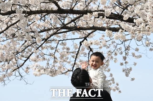 3일 오후 서울 종로구 사직로 경복궁 일대을 찾은 외국인 어린이가 벚꽃 나무 아래서 기념촬영하며 봄 날씨를 만끽하고 있다. /이새롬 기자