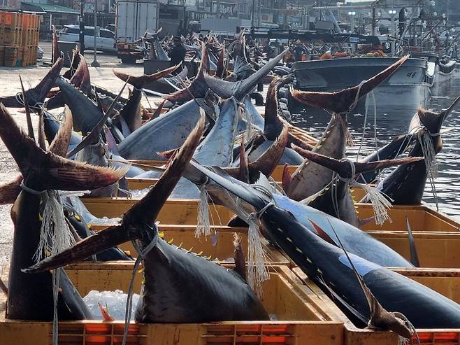 경북 지역에서 어민들이 바다에서 잡힌 대형 참치들을 위판하기 위해 준비하고 있다. /뉴스1