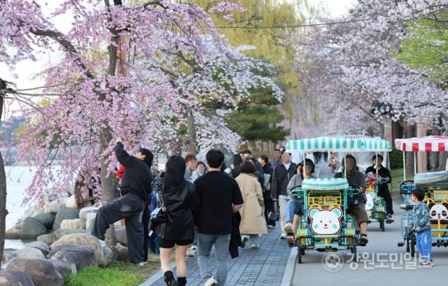 ▲ 4~5일 강릉 경포호수 일원에서 열린 ‘경포 벚꽃 축제’에 구름인파가 몰렸다. 전국에서 몰려온 관광객들이 경포 벚꽃을 보며 분홍빛 주말을 보내고 있다. 황선우 기자