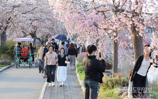 ▲ 4~5일 강릉 경포호수 일원에서 열린 ‘경포 벚꽃 축제’에 구름인파가 몰렸다. 전국에서 몰려온 관광객들이 경포 벚꽃을 보며 분홍빛 주말을 보내고 있다. 황선우 기자