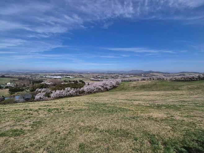 서산시 운산면 한우목장길이 봄을 맞아 '초록빛 벚꽃 잔치'의 중심지로 떠오르며 전국적인 관심을 끌고 있다.(사진=서산시 제공)