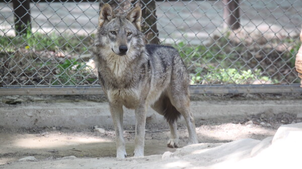동물원의 늑대. 기사와 연관 없음. 연합뉴스