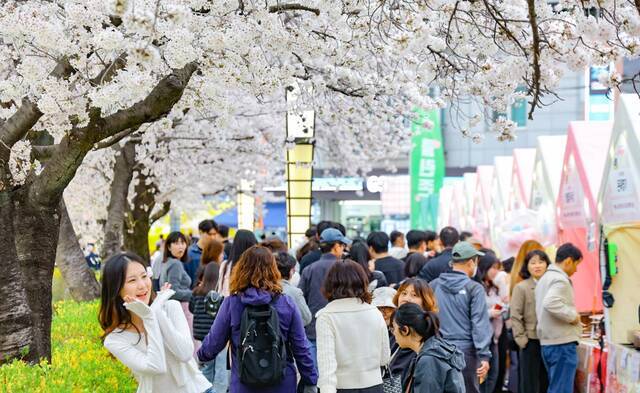 '2026 연화지 벚꽃 축제'는 누적 관람객 30만 명을 돌파하는 성과를 거뒀다. 김천시 제공
