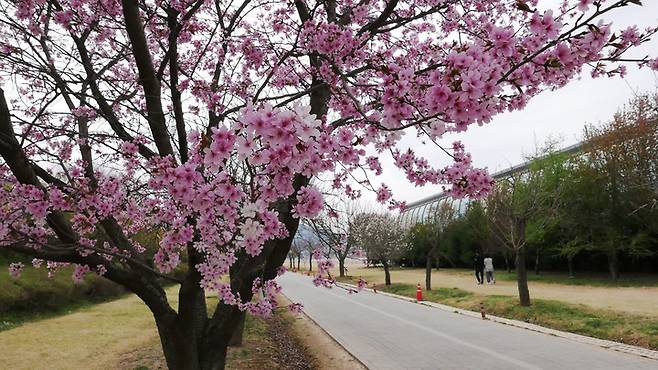 미사경정공원의 겹벚꽃. 겹벚꽃은 일반 벚꽃보다 2주 정도 늦게 개화한다.(사진 국민체육진흥공단 제공)