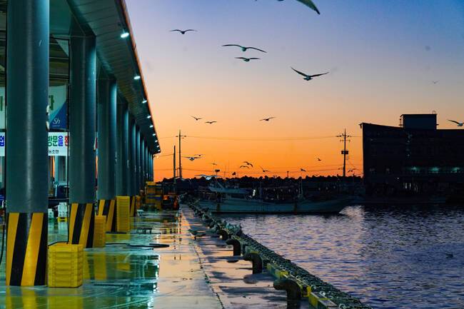 바다의 손길이 모이는 새벽, 울진군 죽변항 오징어 위판 현장. /울진군