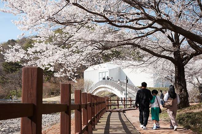 지난 12일 양주시 장흥면 장욱진 미술관 일대가 활짝 핀 벚꽃으로 아름다운 풍경을 연출하면서 방문객들이 따뜻한 봄의 정취를 즐기고 있다.ⓒ양주시 제공