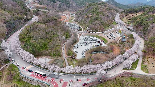 임실 옥정호 주변 벚꽃길. 임실군 제공