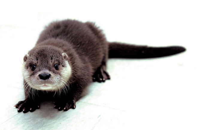 멸종위기종 야생동물 1급인 수달. 국립생물자원관 제공