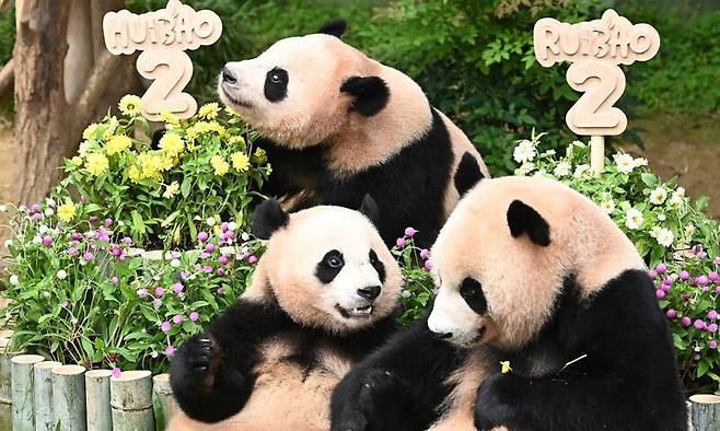 지난해 7월 경기 용인시 에버랜드 판다월드에서 두돌 생일을 맞은 쌍둥이 판다 루이바오와 후이바오가 엄마 아이바오와 함께 대나무로 만든 대형 케이크를 먹고 있다. 뉴시스