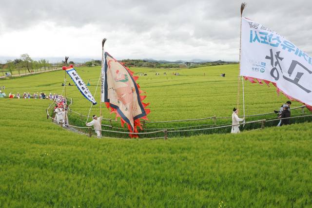 고창 청보리밭 축제 입장료 기간 주차장 총정리 고창 청보리밭 축제 입장료 기간 주차장 총정리