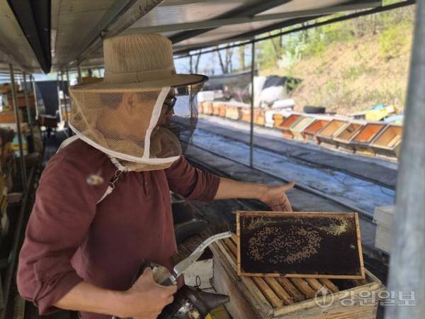 ◇양봉업자 김재환(68)씨가 꿀벌이 사라진 벌통을 보여주고 있는 모습. 기후변화로 인해 벌집 중앙에는 여왕벌이 산란한 알이 깨어나지 못한 채 잠들어 있다. 사진=고은기자