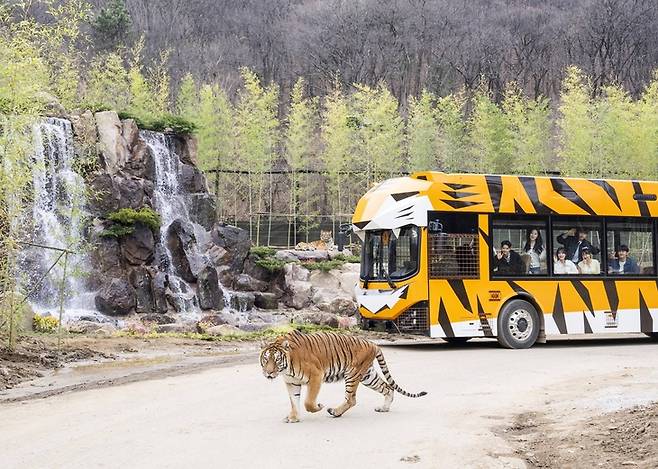 ▲1년의 준비기간을 거쳐 리뉴얼 오픈한 사파리월드 모습.사진=에버랜드