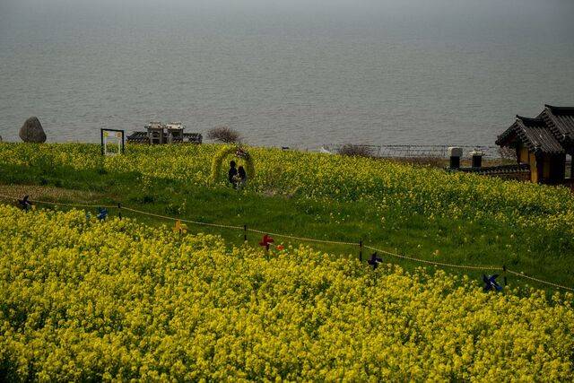 노란 유채꽃밭 포토존 너머로 보이는 정유재란 열부순절비