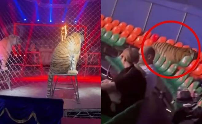 호랑이는 객석 좌석 사이를 돌아다니다가 한때 공연장 바깥으로 나갔다가 다시 안으로 들어온 것으로 전해졌다. 현장에서는 호랑이를 자극하지 않기 위해 관객들에게 자리에 앉아 있어 달라는 안내 방송도 나온 것으로 알려졌다. Captura de pantalla
