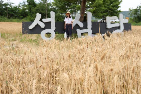 대전 유성구 교촌동에 위치한 성심당 밀밭을 찾은 시민들이 사진을 찍고 있다. 성심당은 농촌진흥청ㆍ대전시농업기술센터와 손잡고 이곳에 2만3140㎡의 밀밭을 조성했다. 연합뉴스