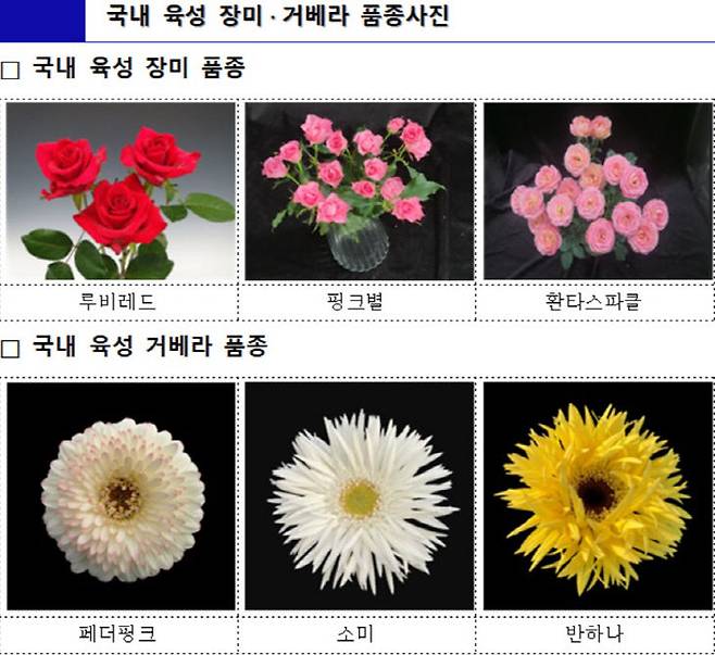 장미와 거베라 품종. (사진=농진청 제공)