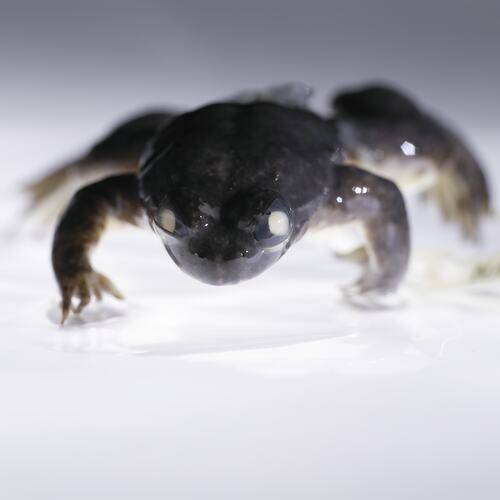 박물관에 전시된 위내 포란 개구리(Rheobatrachus silus) (사진 Benjamin Healley/Museums Victoria)