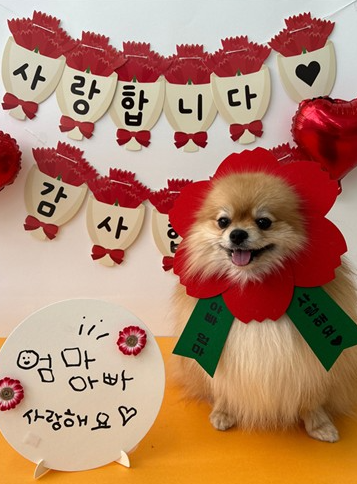 유치원에서 어버이날 기념 촬영을 한 반려견 / 사진=연합뉴스