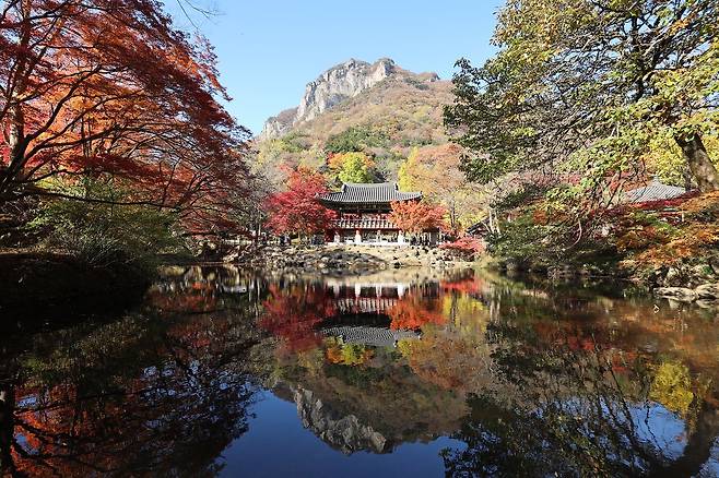 내장산국립공원 백양사에 단풍이 물들어 있다. 연합뉴스