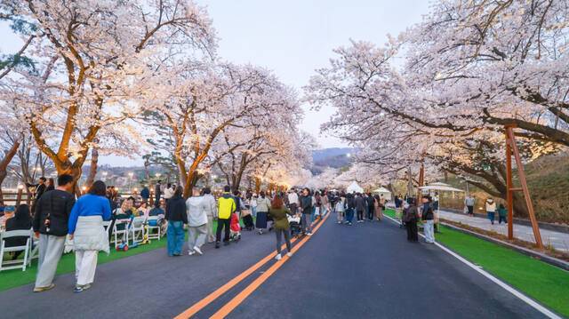 벚꽃 축제가 열리는 매년 4월마다 많은 사람들이 찾는 서울대공원 산책길. 과천시 제공