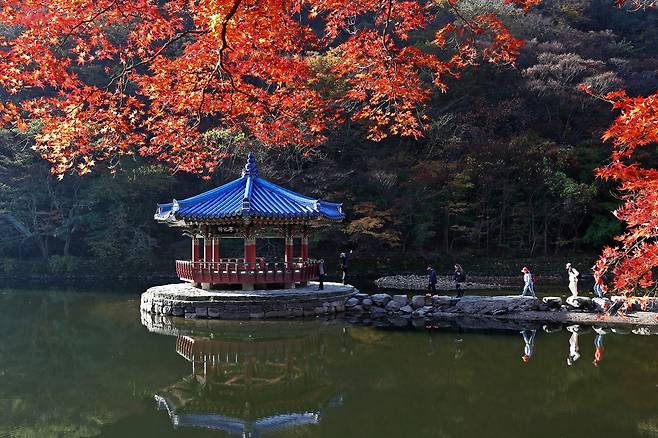 전북 정읍시 내장산의 단풍이 가을빛으로 물들어 가고 있다. 정읍시 제공
