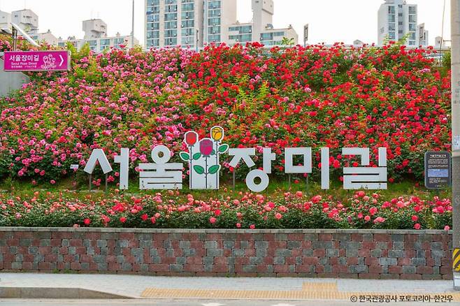 중랑천을 따라 이어진 길에서는 서울 도심 한복판에서 열리는 장미축제를 만날 수 있다. /사진=한국관광공사