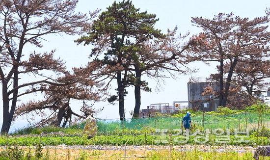 ▲ 울산 북구 강동동 해안도로변에 해송이 붉은빛으로 변한 채 말라있다. 김동수기자 dskim@ksilbo.co.kr