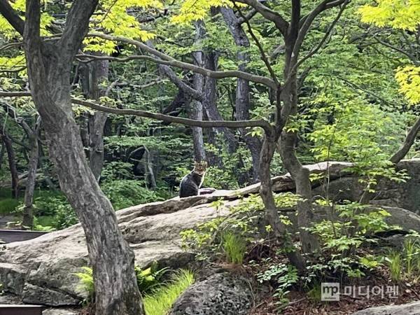 금정산 하산길에 만난 고양이. 국립공원공단은 국립공원 내 들고양이 중성화 수술 사업을 실시하고 있다./사진=미디어펜 유태경 기자