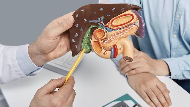 간 건강을 지키기 위해서는 간세포 보호와 더불어 원활한 담즙 흐름을 유지하는 것이 중요하다 | 출처: 클립아트코리아