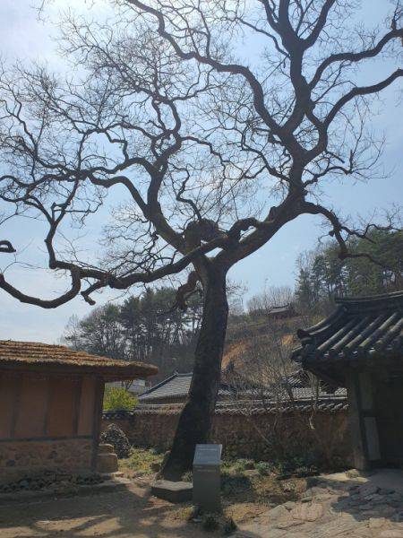 이씨고가 회화나무.