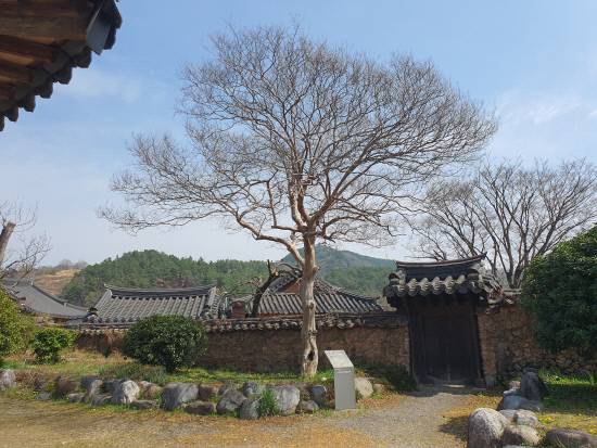 사양정사의 배롱나무