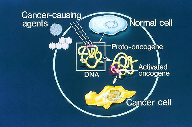 정상 세포 중 분열-증식 등에 간여하는 유전자(proto-oncogene)가 암유전자로 변이(고장)를 일으켜 암세포를 증식시키는 과정을 도식화한 개념도. 저 메커니즘의 세부 연구를 통해 현대 종양유전학이 발전해왔다. wikipedia.org