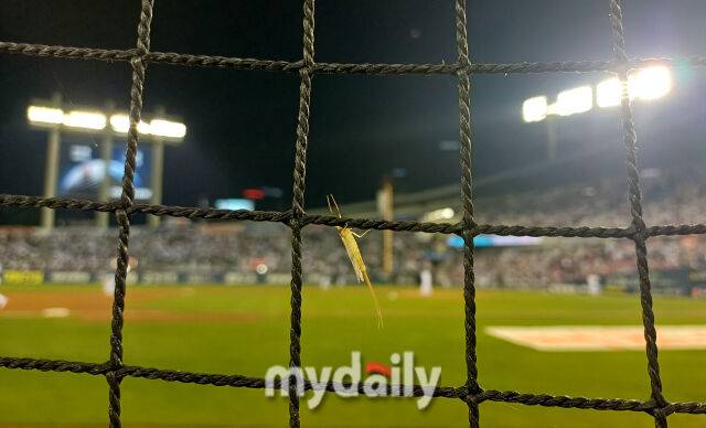 잠실구장 그물에 동양하루살이가 붙어있다 / 잠실 = 유진형 기자 zolong@mydaily.co.kr