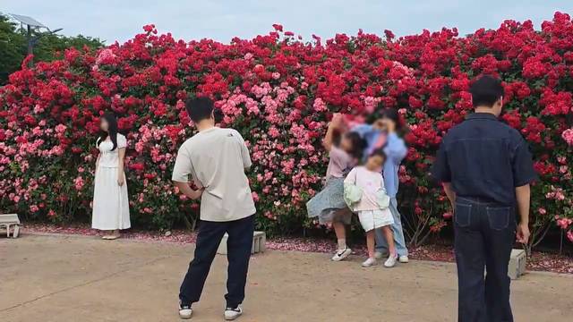 경산 하양경관농업단지 장미 군락을 찾은 가족 단위 방문객들이 붉게 물든 장미꽃을 배경으로 환하게 웃으며 기념사진을 남기고 있다. 김용국 기자
