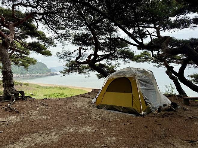 ▲ 26일 오전 옹진군 덕적도 밧지름 해변 소나무 숲에 비닐 덮개가 씌워진 텐트가 주인 없이 놓여 있다./정슬기 기자 zaa@incheonilbo.com