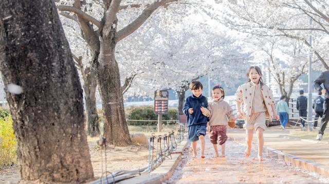 지난 4월 벚꽃이 활짝 핀 지산샛강 생태공원 맨발길을 아이들이 환하게 웃으며 걷고 있다. 구미시 제공