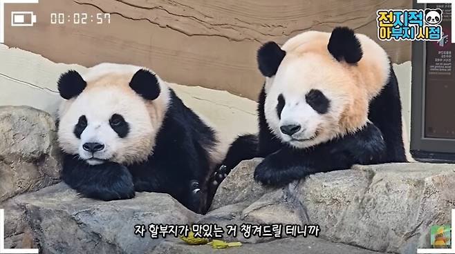 경기 용인 에버랜드에서 생활하고 있는 쌍둥이 자이언트판다 ‘루이바오’와 ‘후이바오’가 올겨울 중국으로 돌아갈 전망이다. 유튜브 갈무리