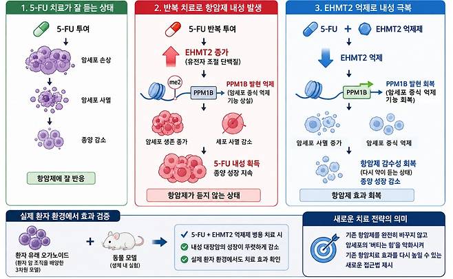 대장암 항암제(5-FU) 내성 원인 규명과 새로운 극복 전략 모식도. 대장암 세포가 항암제 5-FU에 반복적으로 노출되면 EHMT2 활성이 증가하고, 암세포 증식을 억제하는 PPM1B 기능이 저하되면서 항암제 내성이 발생한다. EHMT2를 억제하면 PPM1B 기능이 회복되어 암세포 증식은 감소하고 세포 사멸은 증가하며, 그 결과 항암제 감수성이 회복된다. 이러한 효과는 환자 유래 오가노이드와 동물 모델에서도 확인되어, 5-FU 내성 대장암 치료를 위한 새로운 병용 치료 전략의 가능성을 제시했다. 한국생명공학연구원