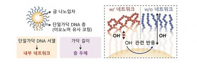 단일가닥 DNA 층을 이용한 촉매 계면 미세환경 조절 모식도. KAIST 제공