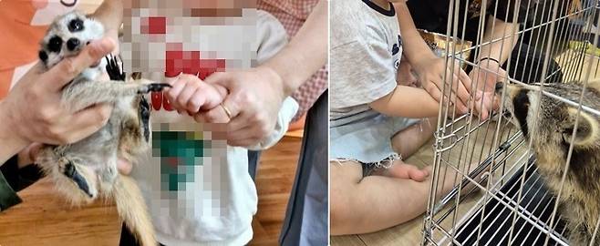 어린이집·유치원에서 미어캣, 라쿤 등 동물 체험이 이뤄지는 모습(어웨어 제공) ⓒ 뉴스1